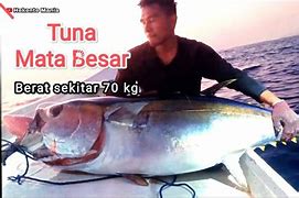 Potong Ikan Tuna Besar